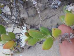 Image of Delosperma patersoniae (L. Bol.) L. Bol.