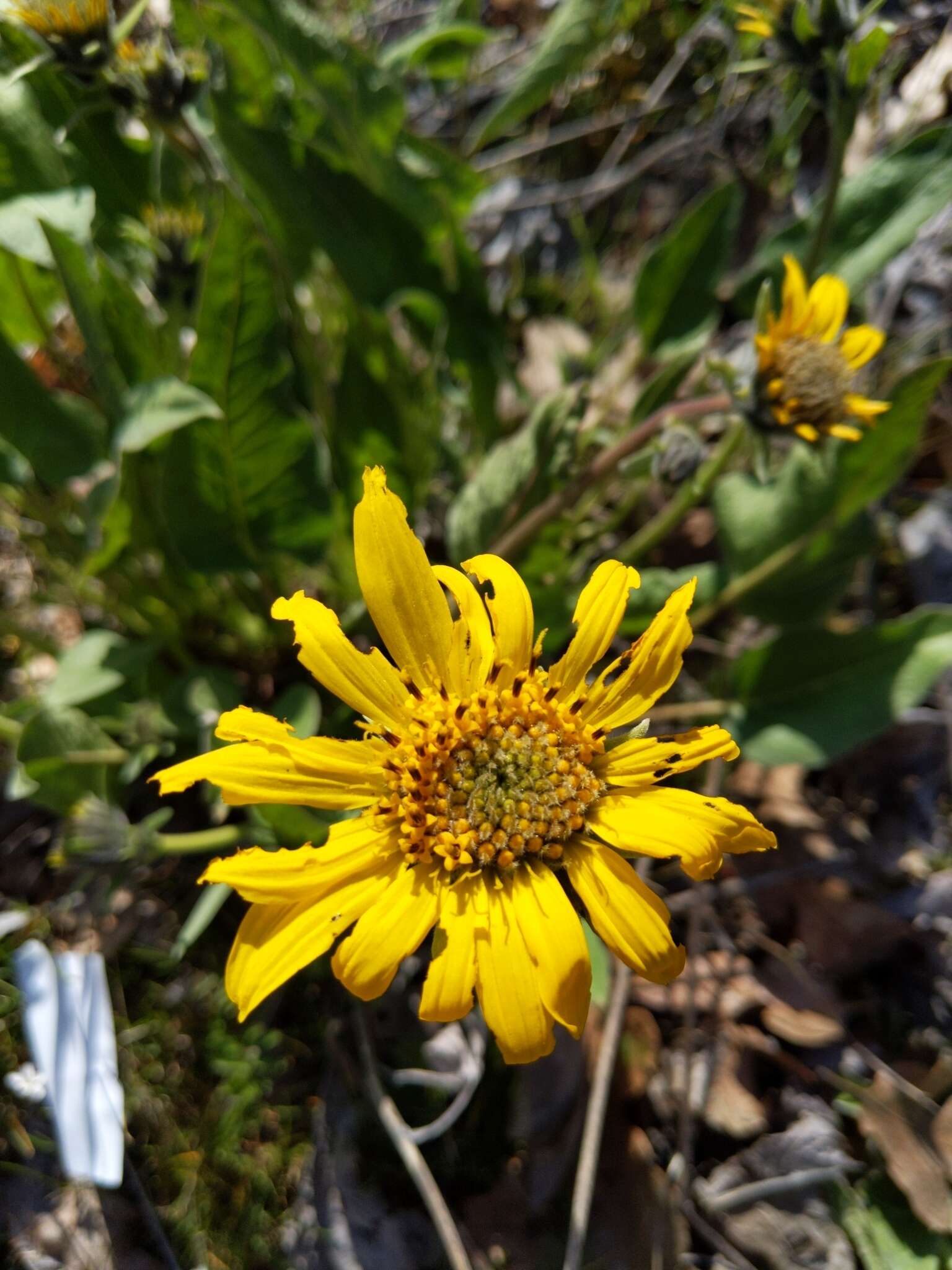 Image of Carey's balsamroot