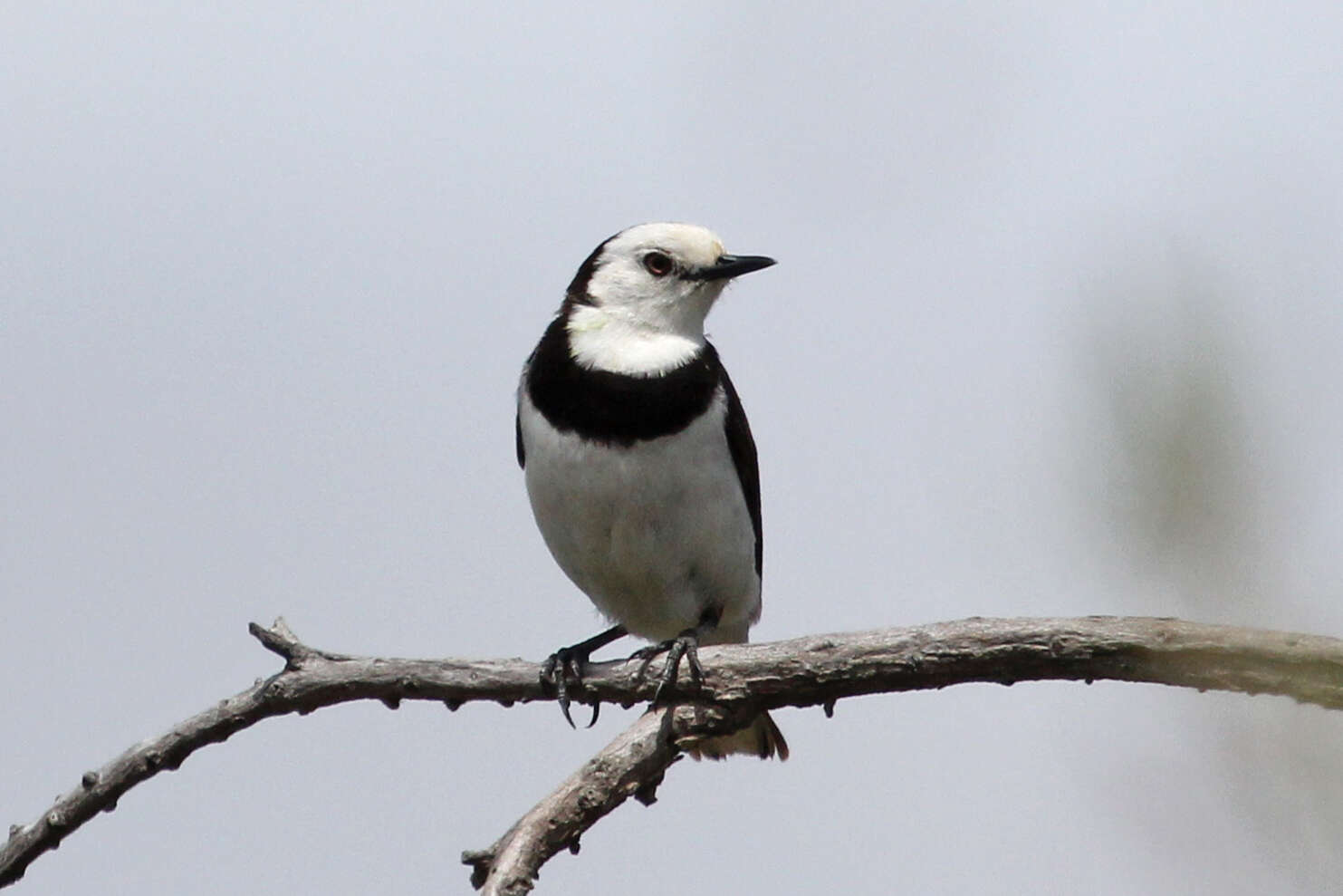 Image of White-fronted Chat