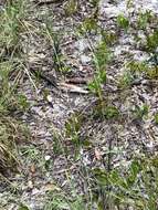 Image of Caribbean crabgrass