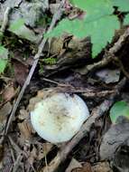 Image of Lactifluus glaucescens (Crossl.) Verbeken 2012