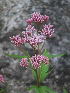 Eupatorium lindleyanum DC. resmi