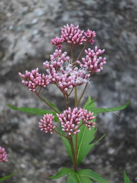 Image of Eupatorium lindleyanum DC.