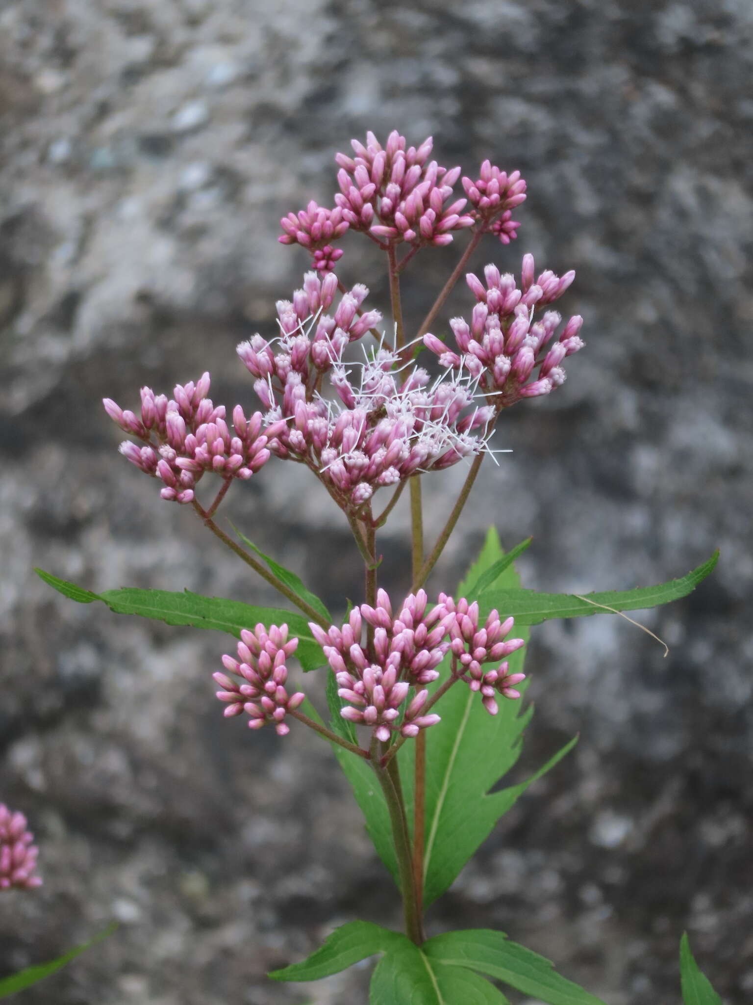 Sivun Eupatorium lindleyanum DC. kuva