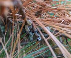 Image of White Pine Sawfly