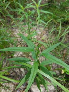 Image of sand palafox