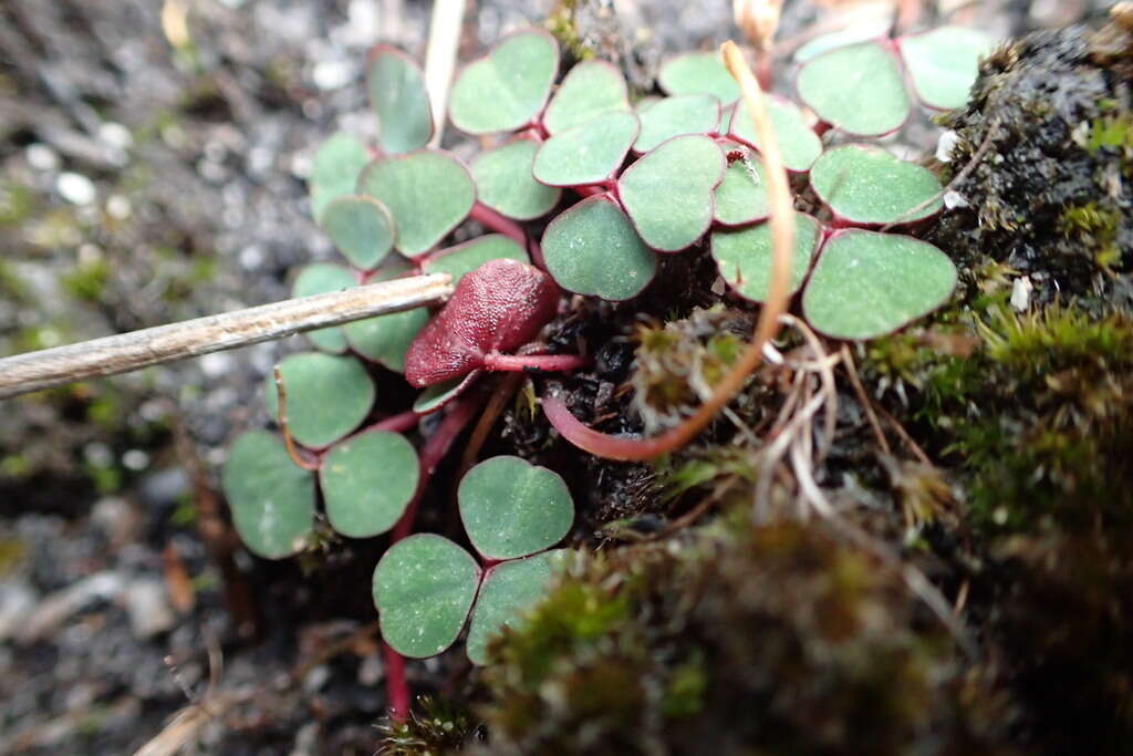 Image of Oxalis commutata Sond.