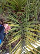 Image of Canary Island date palm