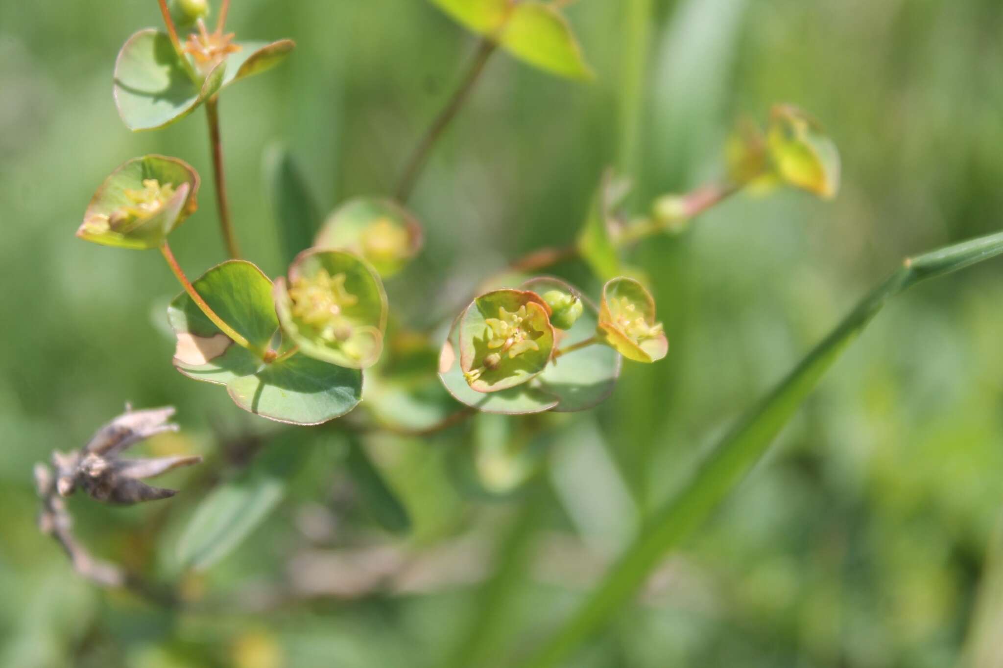 Image de Euphorbia sareptana Becker