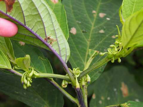 Plancia ëd Cuatresia cuneata (Standl.) Bohs