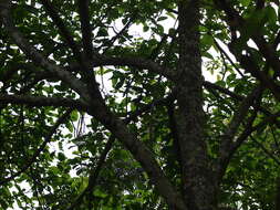 Image of Bar-crested Antshrike