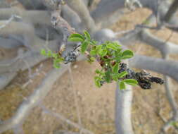 Plancia ëd Commiphora saxicola Engl.