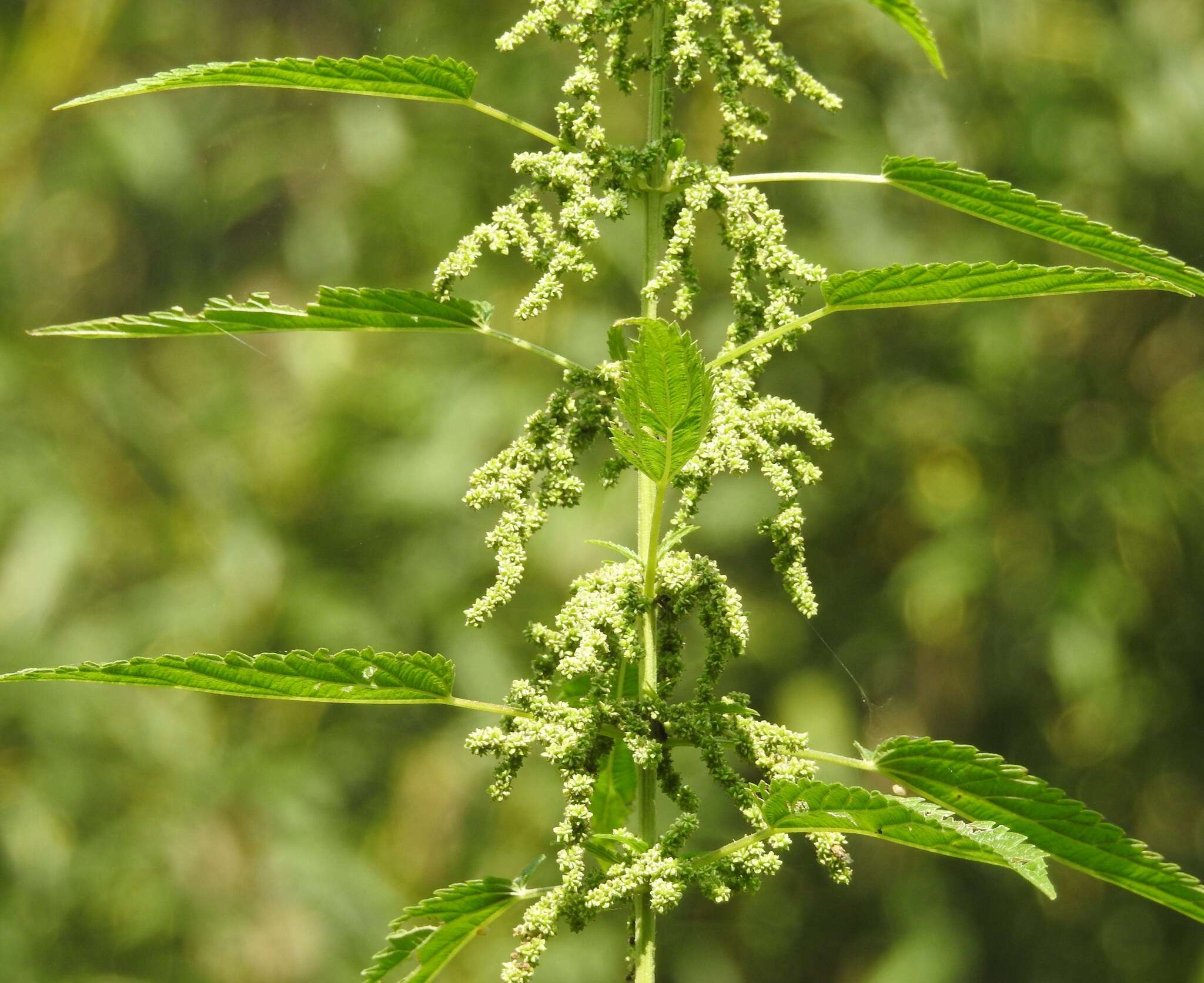 Image of California nettle