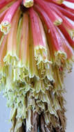 Kniphofia uvaria (L.) Oken resmi