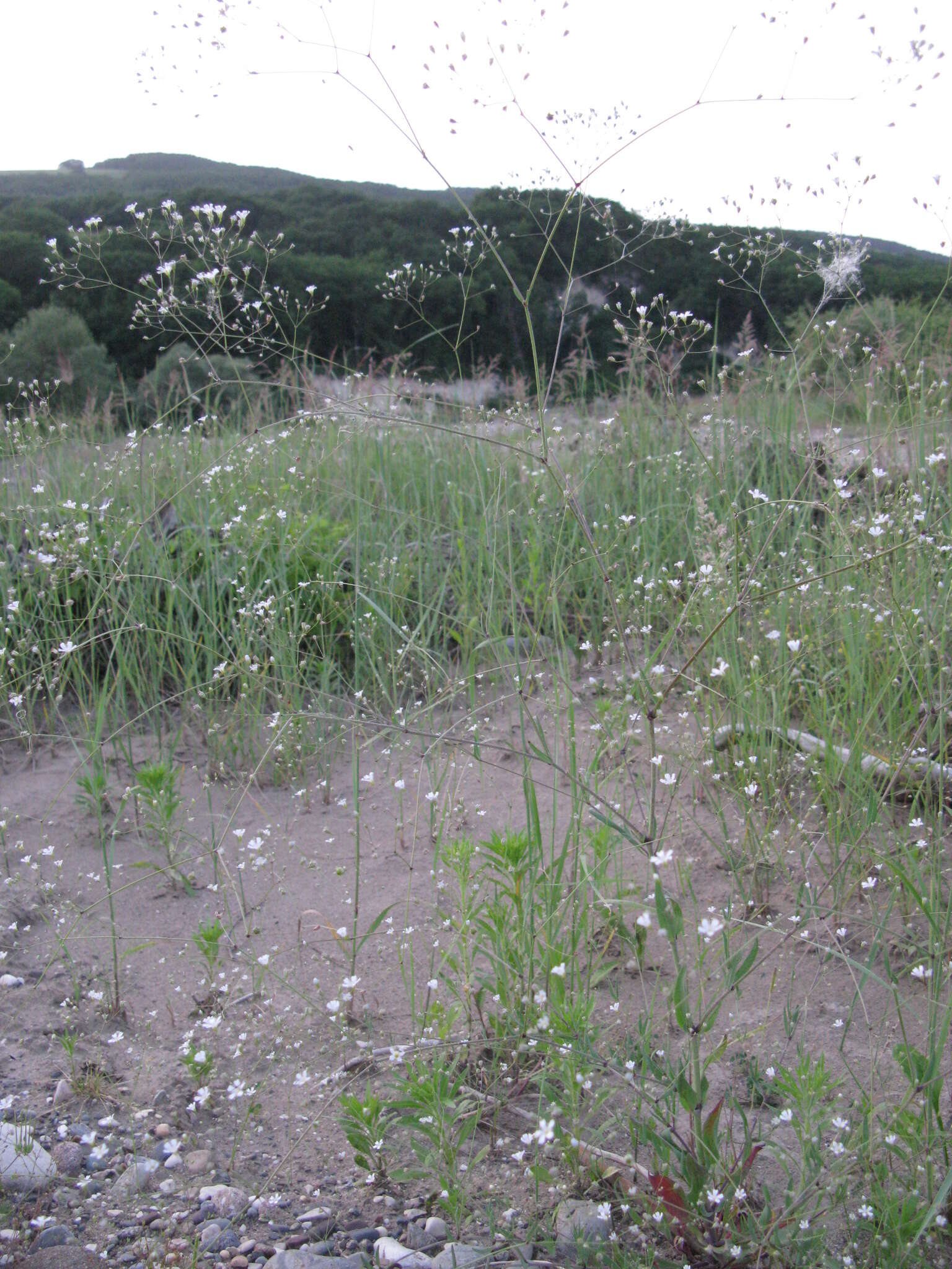 Image of garden baby's-breath