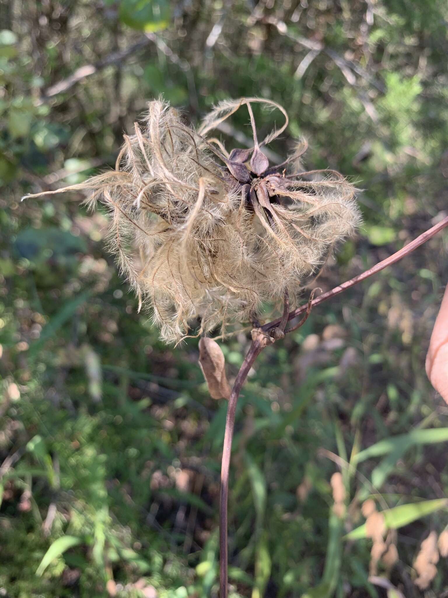 Imagem de Clematis reticulata Walt.