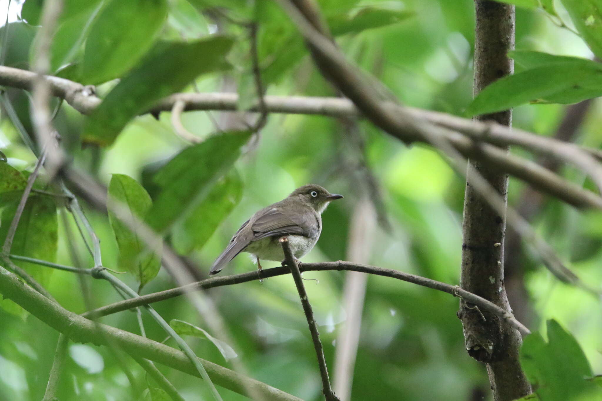 Image of Cream-vented Bulbul