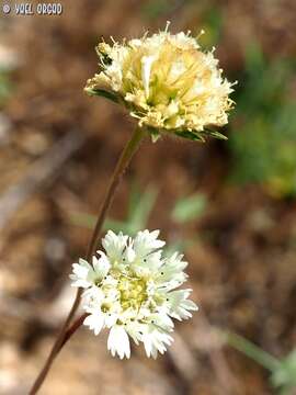 Image of <i>Lomelosia palaestina</i>