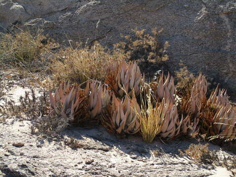 Image of Aloe asperifolia A. Berger