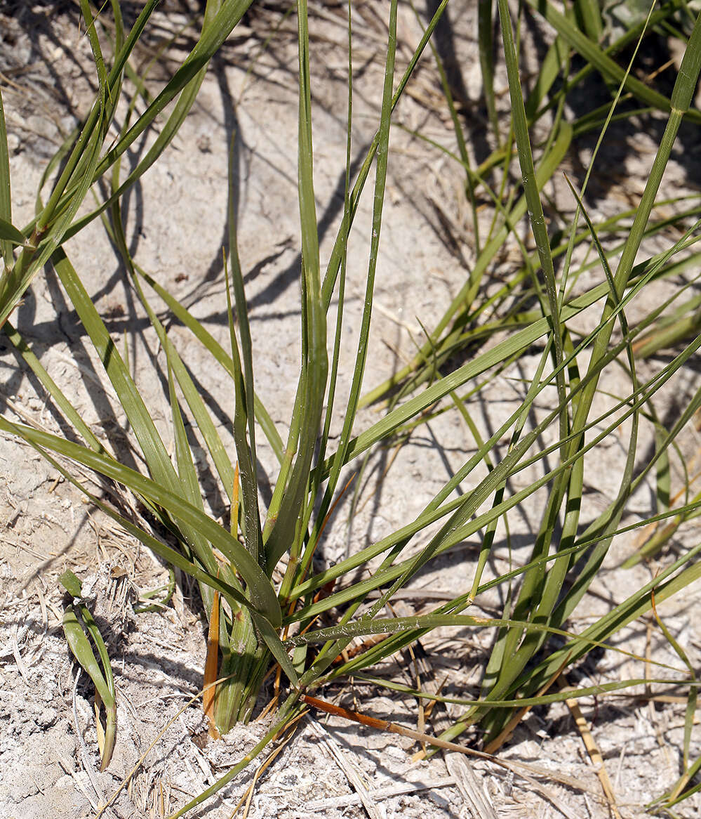 Image of Alkali Cord Grass