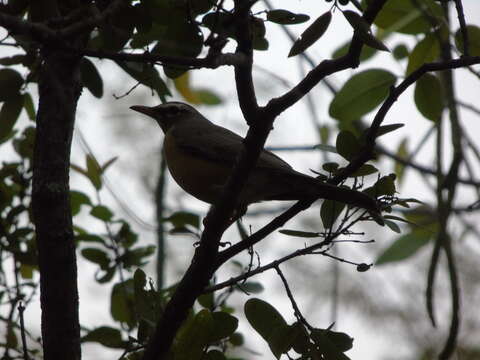 Image of Turdus migratorius confinis Baird & SF 1864