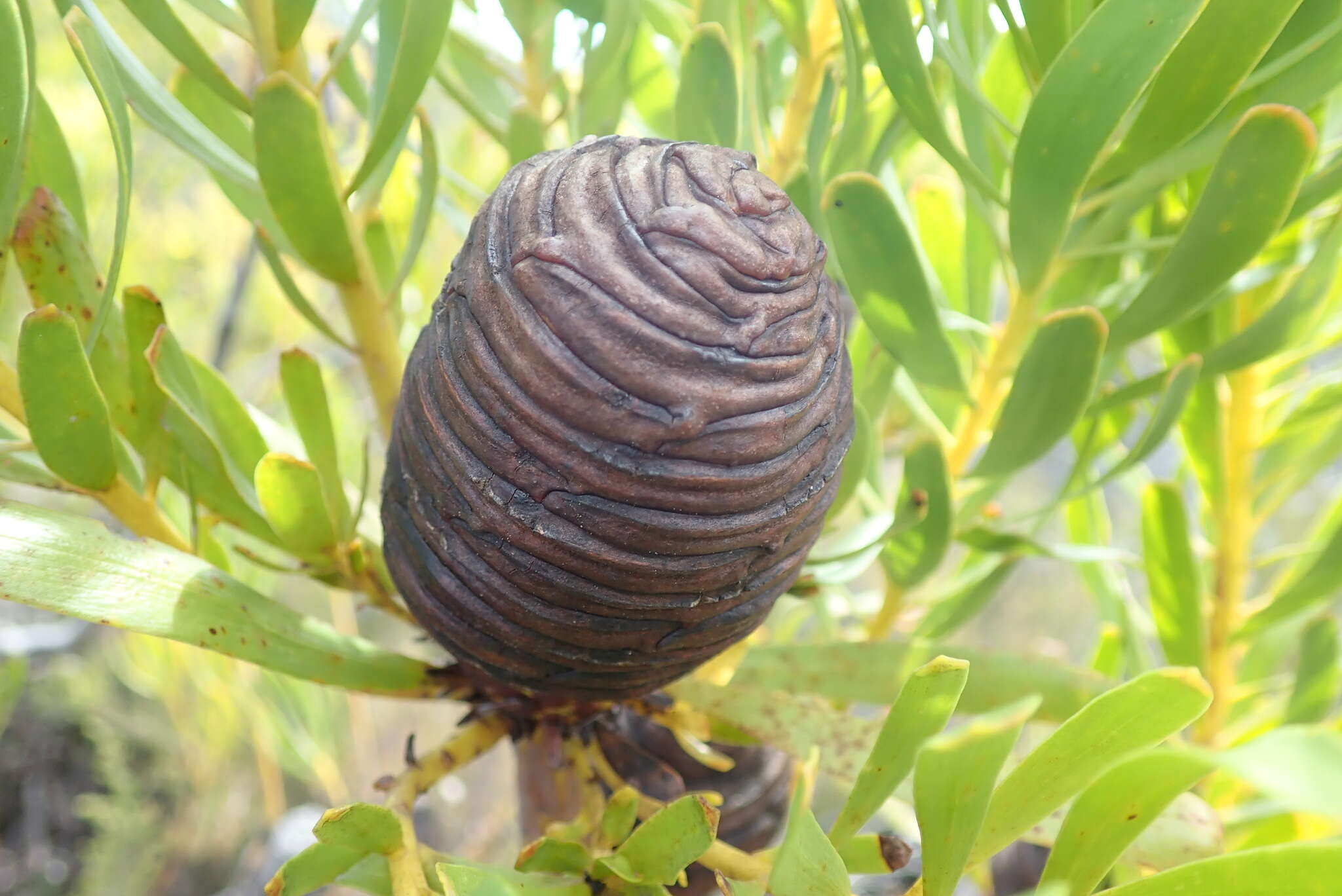 Image of Leucadendron platyspermum R. Br.