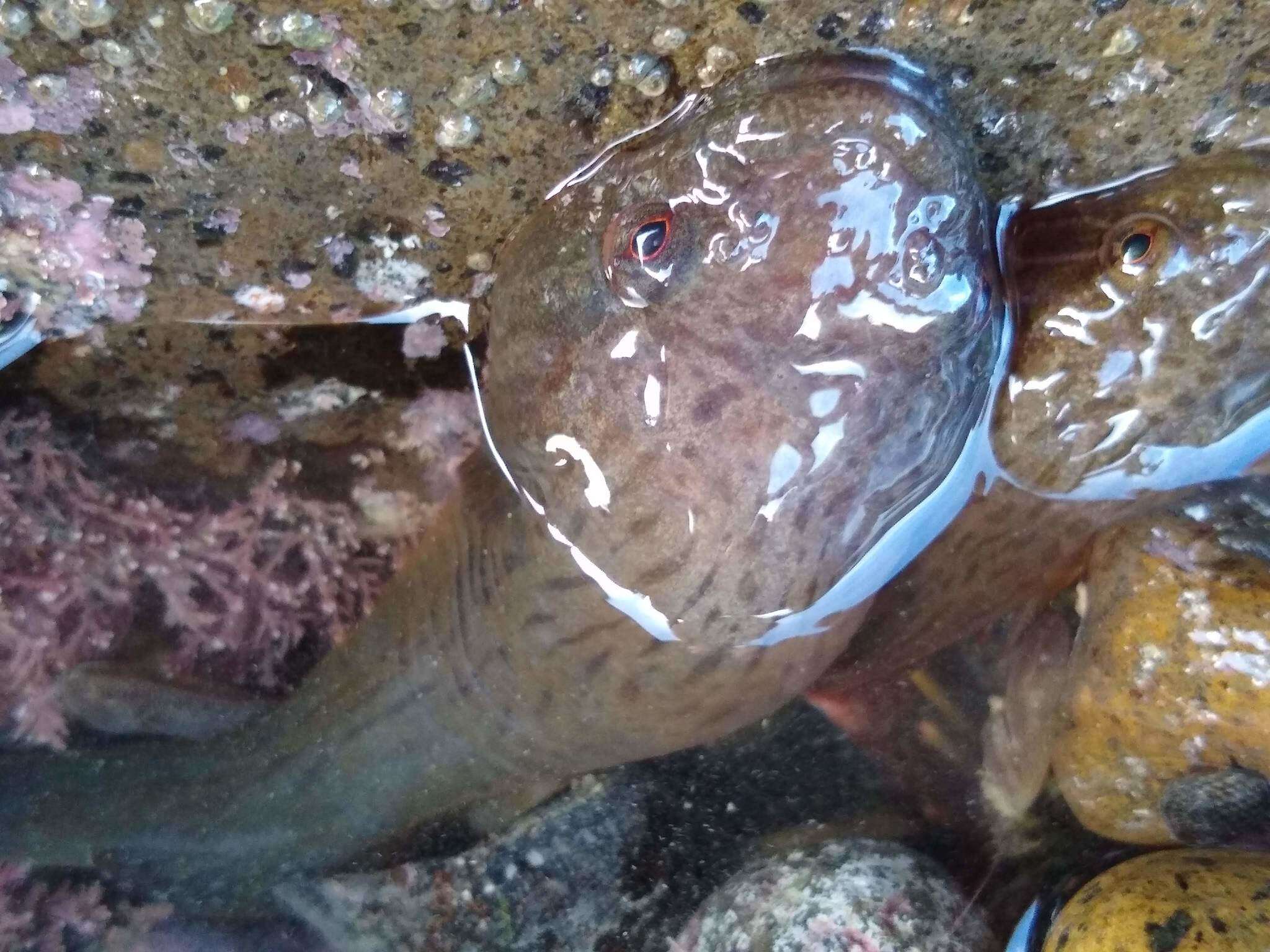 Image of New Zealand lumpfish