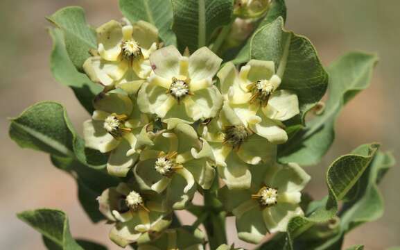 Sivun Pachycarpus lebomboensis D. M. N. Smith kuva