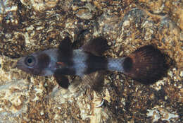 Image de Pseudamia zonata Randall, Lachner & Fraser 1985