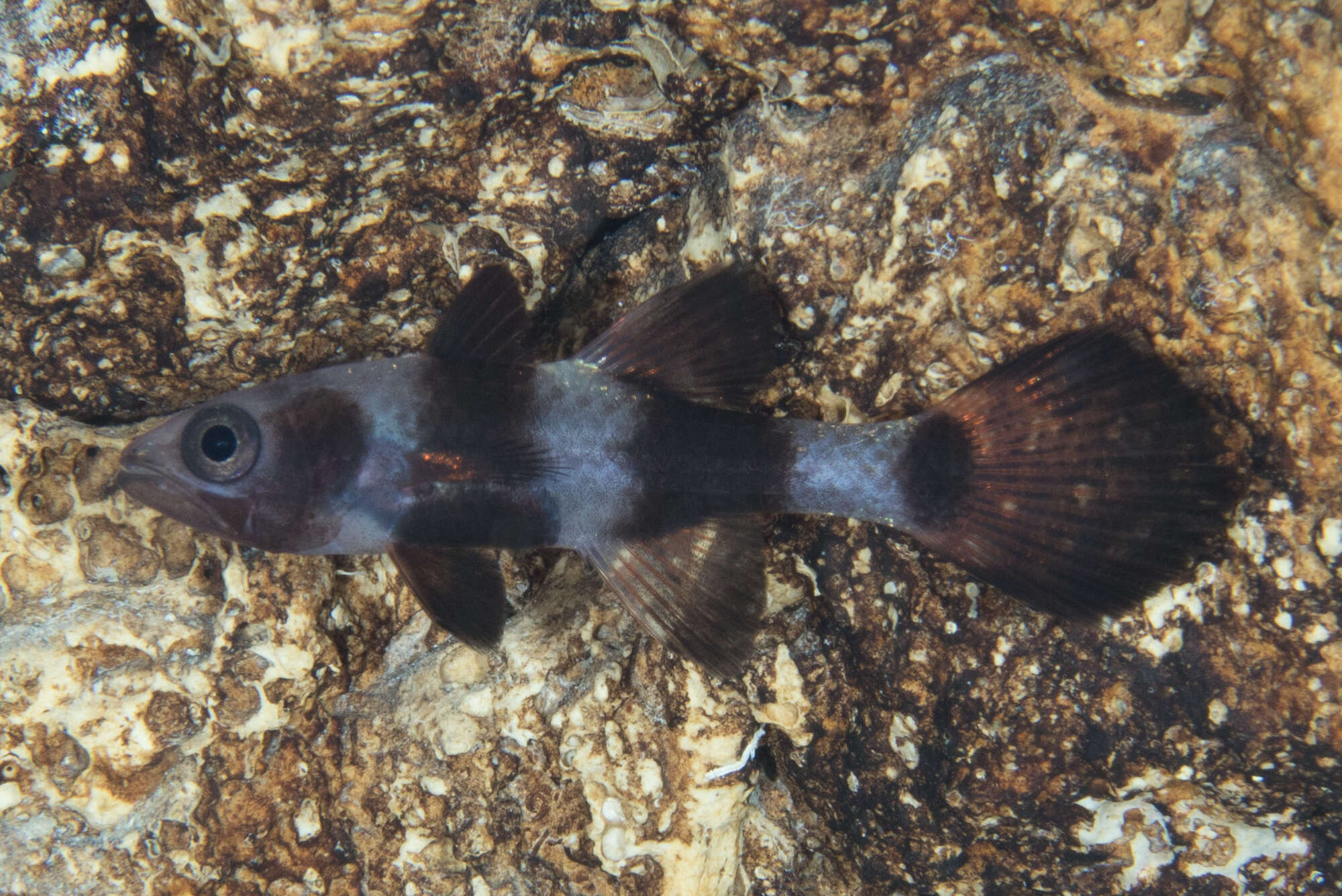 Plancia ëd Pseudamia zonata Randall, Lachner & Fraser 1985