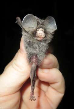 Image of Malayan Tailless Leaf-nosed Bat