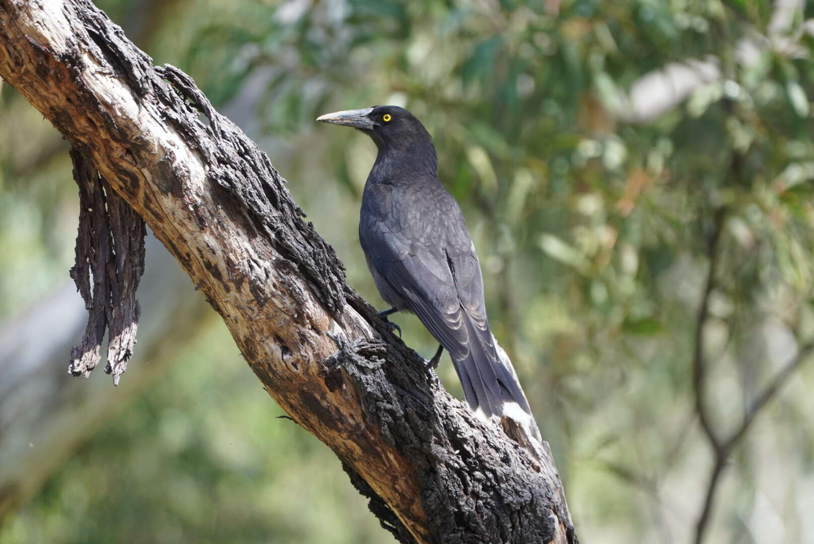 Sivun Strepera versicolor melanoptera Gould 1846 kuva