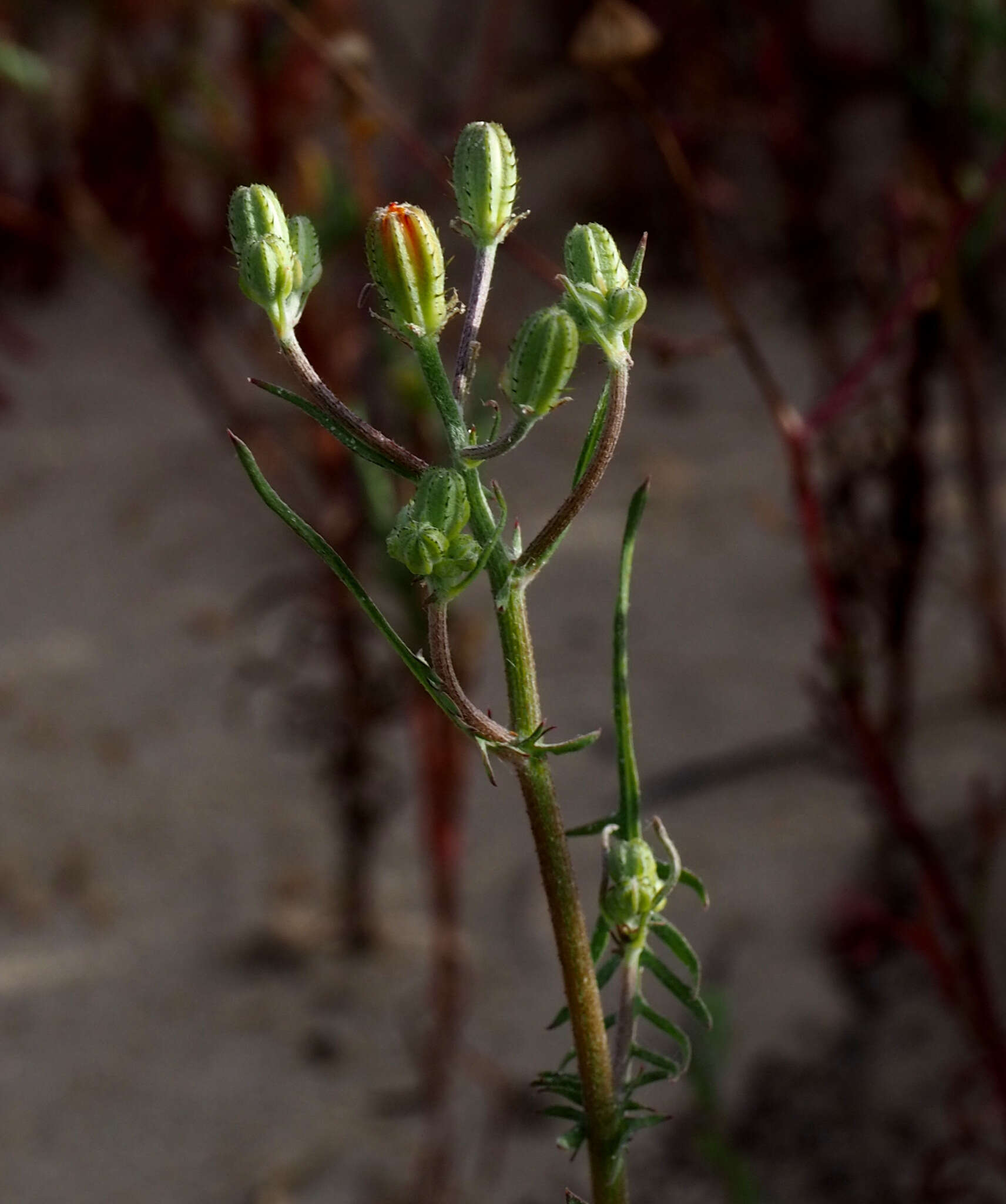 صورة Crepis aculeata (DC.) Boiss.