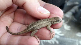 Sceloporus occidentalis longipes Baird 1858 resmi