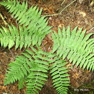 Image of marginal woodfern