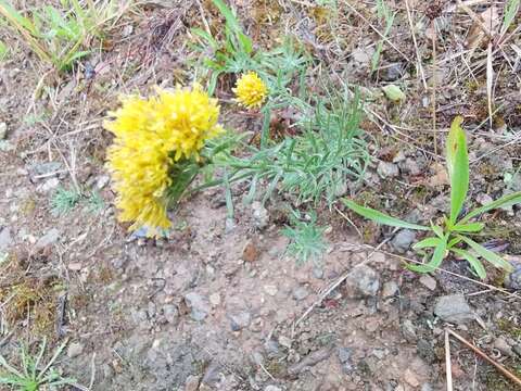 صورة Galatella linosyris (L.) Rchb. fil.