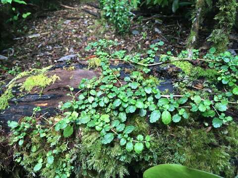 Imagem de Asteranthera ovata (Cav.) Hanst.