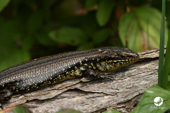 Image of Western Glossy Swamp Skink