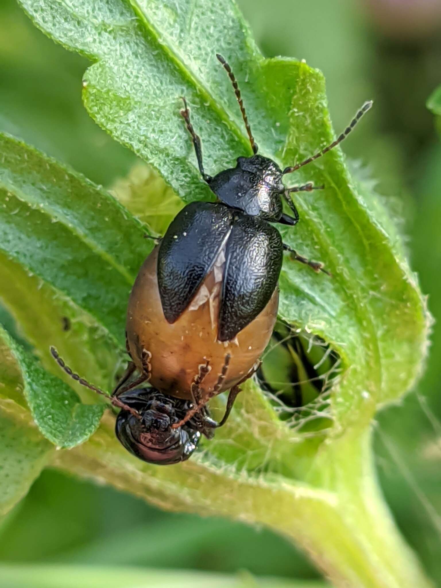 Sivun <i>Colaspidema barbarum</i> kuva