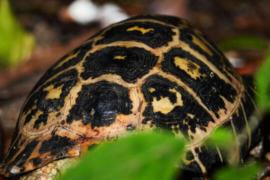 Image of Indotestudo