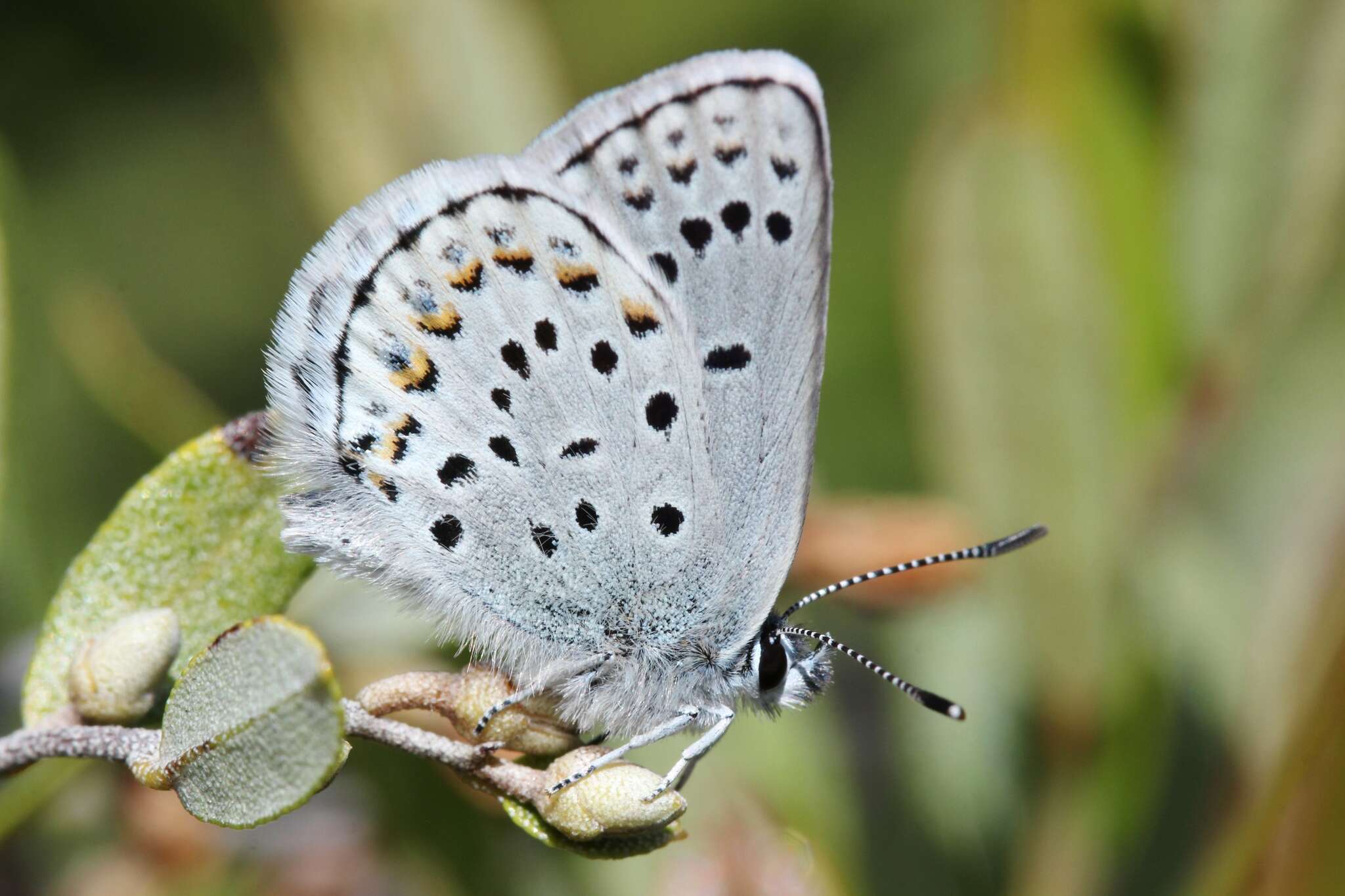 Image of <i>Plebejus idas empetri</i> T. Freeman 1938