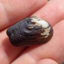Image of Little Winged Pearly Mussel