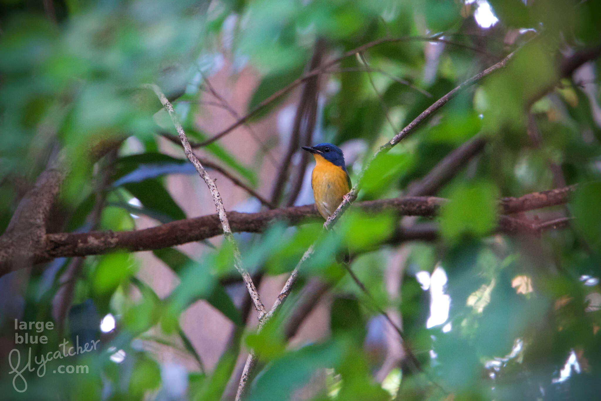 Image of Large Blue Flycatcher