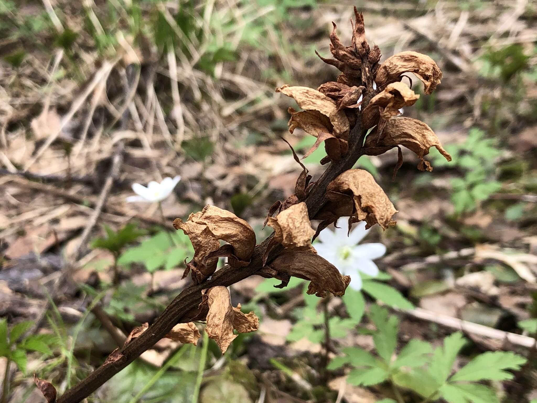 Image de <i>Orobanche krylowii</i> Beck