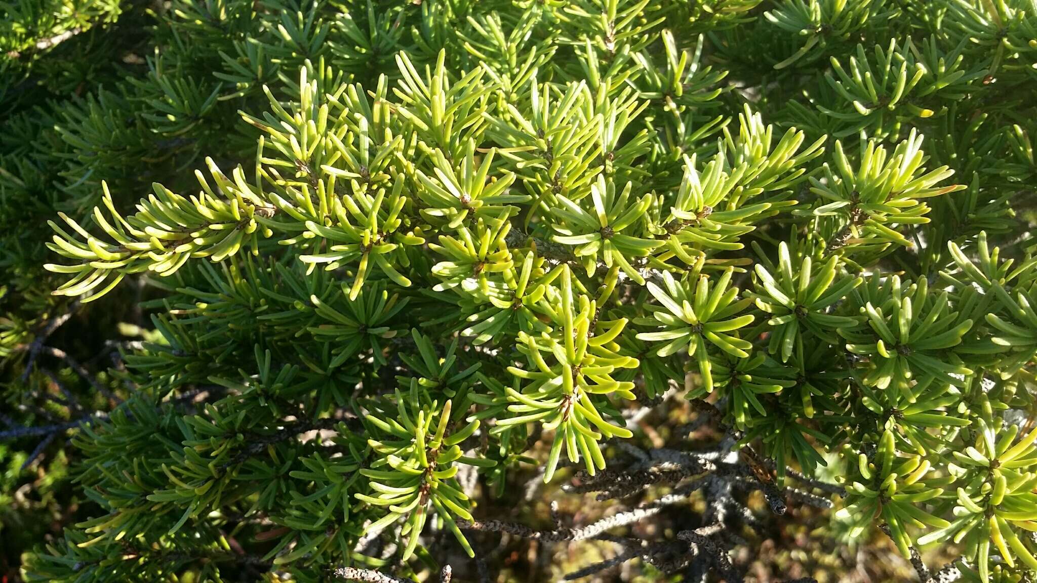 Image of Mountain Hemlock