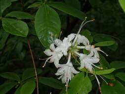 Image of Alabama azalea