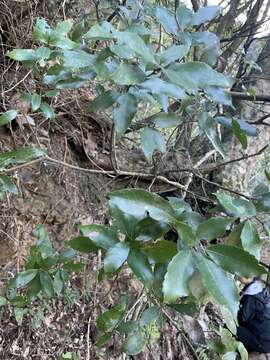 Image of ring-cup oak