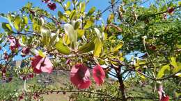 Image of Terminalia tropophylla H. Perrier