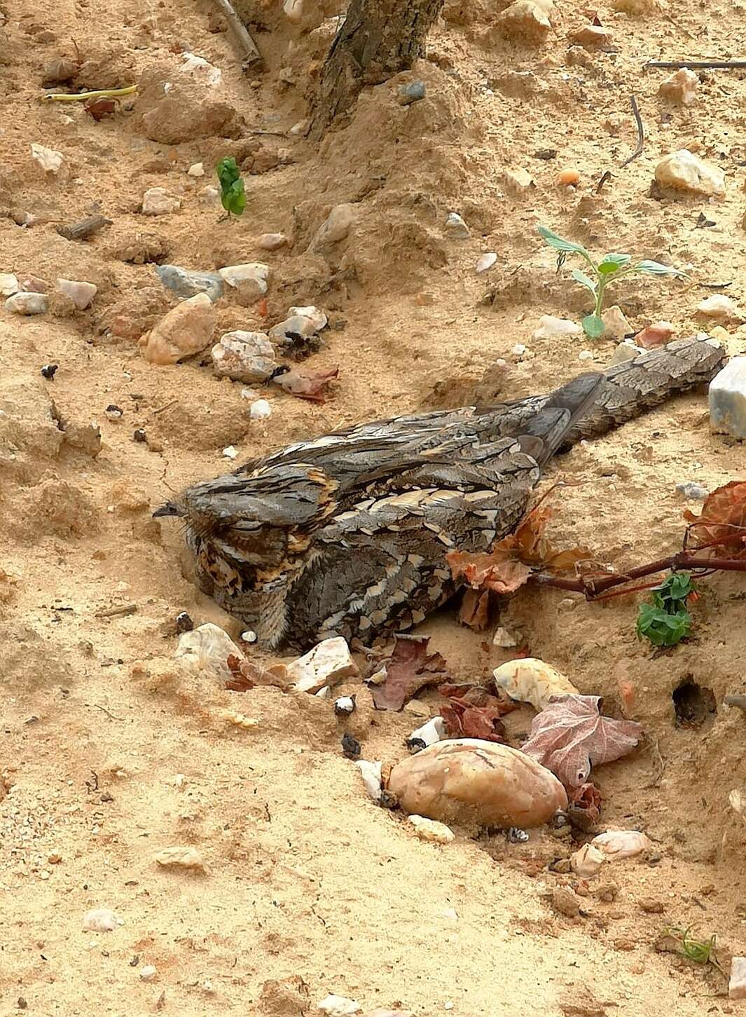 Image of Red-necked Nightjar