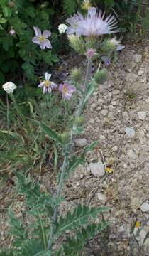 Imagem de Cirsium inamoenum (Greene) D. J. Keil